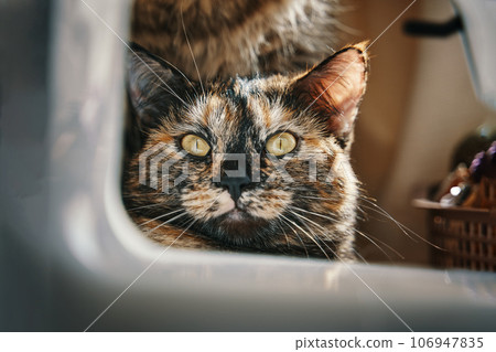 Kitten with yellow eyes looks at camera. Curious multicolored cat is lying and relax on desktop. Domestic animal themes. Pets and lifestyle concept. Kitten with yellow eyes looks at camera. Curious multicolored cat is lying and relax on desktop. Domestic animal themes. Pets and lifestyle concept. 106947835