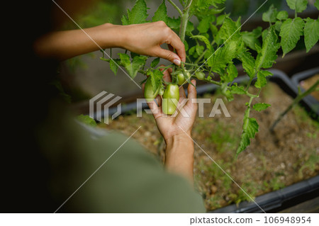 Close up of female farmer taking care of tomato plants in vegetables plantation. Agriculture concept Close up of female farmer taking care of tomato plants in vegetables plantation. Agriculture concept 106948954