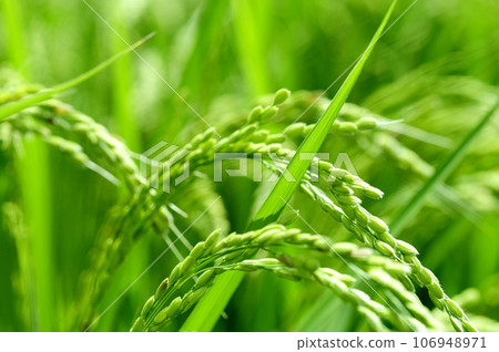 Ears of rice seen in the neighborhood Ears of rice seen in the neighborhood 106948971