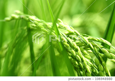 Ears of rice seen in the neighborhood 106948980