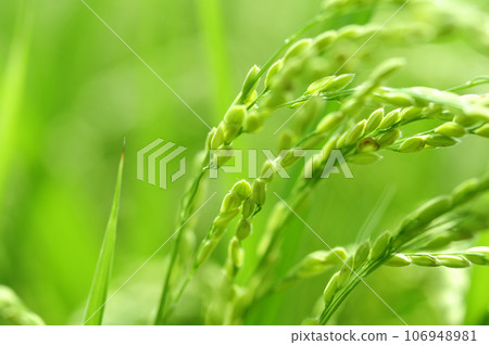 Ears of rice seen in the neighborhood Ears of rice seen in the neighborhood 106948981