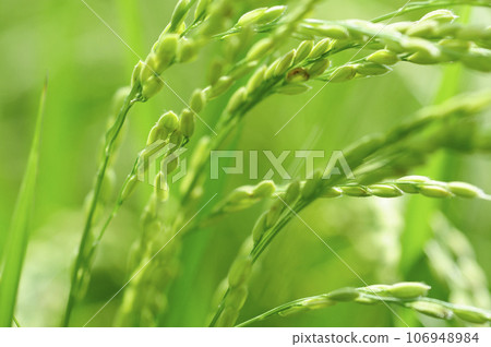 附近看到的稻穗 106948984