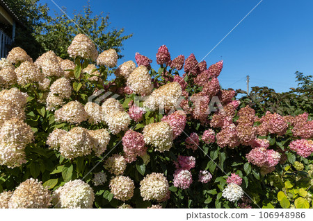 Hydrangea paniculata Vanille Fraise on a stem Hydrangea paniculata Vanille Fraise on a stem 106948986