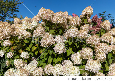Hydrangea paniculata Vanille Fraise on a stem 106948988