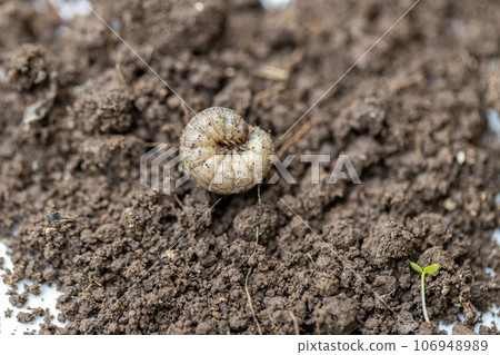 Winter pest insect pest Agrotis segetum Winter pest insect pest Agrotis segetum 106948989