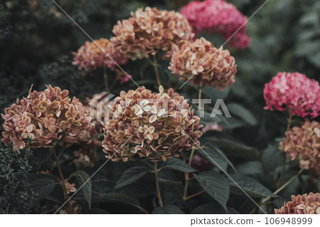 Flowering hydrangea tree, Hydrangea arborescens or Candybelle Bubblegum in the garden in summer Flowering hydrangea tree, Hydrangea arborescens or Candybelle Bubblegum in the garden in summer 106948999