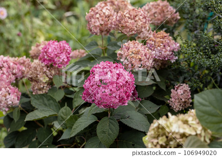 Flowering hydrangea tree, Hydrangea arborescens or Candybelle Bubblegum in the garden in summer Flowering hydrangea tree, Hydrangea arborescens or Candybelle Bubblegum in the garden in summer 106949020