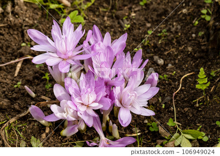 Colchicum Waterlily purple flowers in garden Colchicum Waterlily purple flowers in garden 106949024