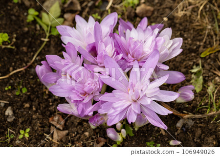 Colchicum Waterlily purple flowers in garden Colchicum Waterlily purple flowers in garden 106949026