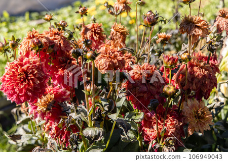 Dahlias dying after a frost Dahlias dying after a frost 106949043