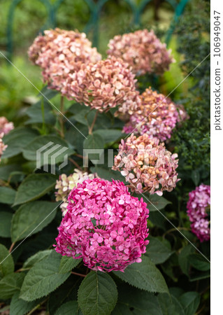 Flowering hydrangea tree, Hydrangea arborescens or Candybelle Bubblegum in the garden in summer Flowering hydrangea tree, Hydrangea arborescens or Candybelle Bubblegum in the garden in summer 106949047
