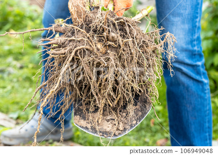 Hands hold dahlia tubers, just dug out of the ground for winter storage. Hands hold dahlia tubers, just dug out of the ground for winter storage. 106949048