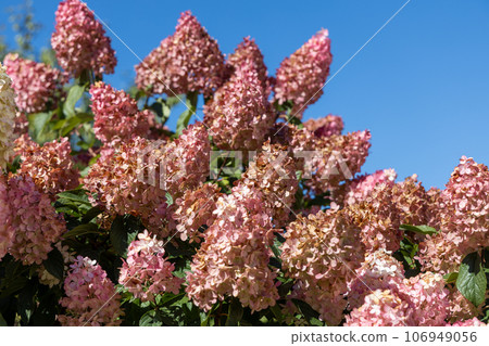 Hydrangea paniculata Vanille Fraise on a stem Hydrangea paniculata Vanille Fraise on a stem 106949056
