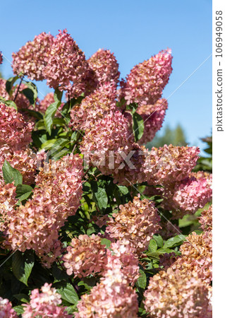 Hydrangea paniculata Vanille Fraise on a stem Hydrangea paniculata Vanille Fraise on a stem 106949058