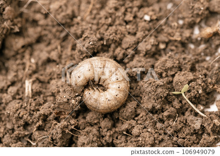 Winter pest insect pest Agrotis segetum Winter pest insect pest Agrotis segetum 106949079
