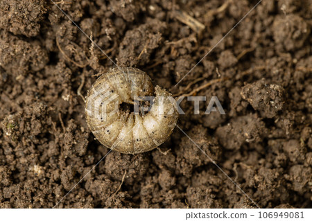 Winter pest insect pest Agrotis segetum Winter pest insect pest Agrotis segetum 106949081