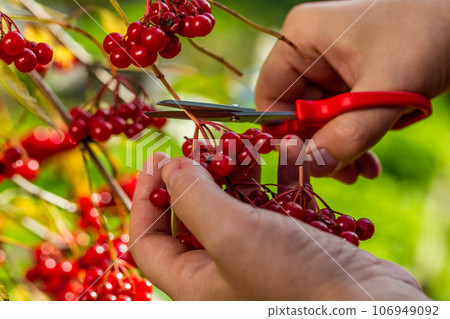 Red autumn viburnum in hands. Picking red viburnum in autumn 106949092
