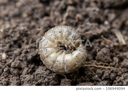 Winter pest insect pest Agrotis segetum 106949094