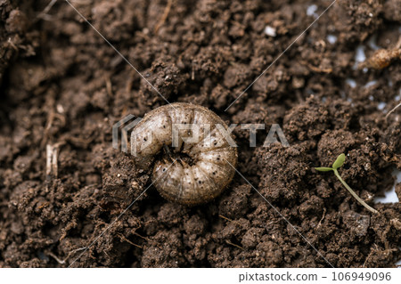 Winter pest insect pest Agrotis segetum 106949096