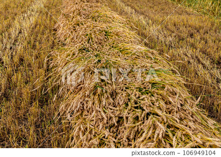 Separate harvesting of wheat by mowing headers into swaths at a low cut 106949104