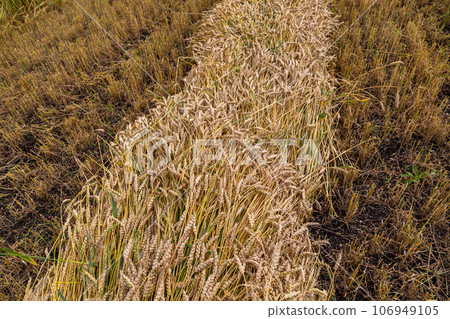 Separate harvesting of wheat by mowing headers into swaths at a low cut 106949105