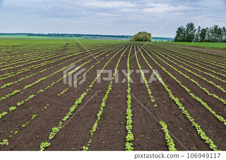 Fresh green soy plants on the field in spring. Rows of young soybean plants Fresh green soy plants on the field in spring. Rows of young soybean plants 106949117