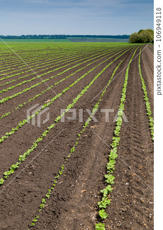 Fresh green soy plants on the field in spring. Rows of young soybean plants Fresh green soy plants on the field in spring. Rows of young soybean plants 106949118