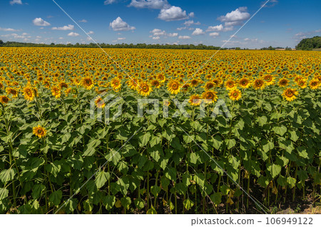 Sunflowers close up in field with the blue sky Sunflowers close up in field with the blue sky 106949122