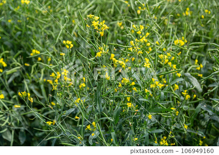 Rapeseed seed pods, close up Stems of rapeseed, Green Rapeseed field Rapeseed seed pods, close up Stems of rapeseed, Green Rapeseed field 106949160