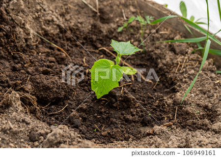 Young sprout new cucumber plant at soil Young sprout new cucumber plant at soil 106949161