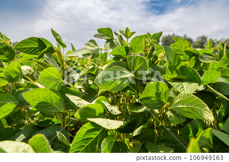 Close-up of a soybean plant field under a blue sky on a summer day Close-up of a soybean plant field under a blue sky on a summer day 106949163