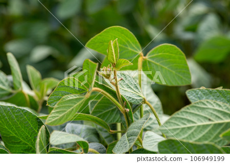 Soy flowers in sunny field. Green growing soybeans 106949199
