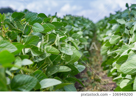 Close-up of a soybean plant field under a blue sky on a summer day 106949200
