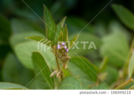 Soy flowers in sunny field. Green growing soybeans 106949218