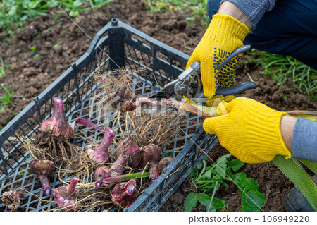 Garden pruning shears are yellow. Hands with gloves. Bulb of gladioli without soil Garden pruning shears are yellow. Hands with gloves. Bulb of gladioli without soil 106949220