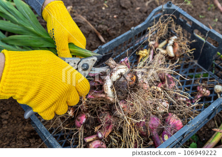 Garden pruning shears are yellow. Hands with gloves. Bulb of gladioli without soil Garden pruning shears are yellow. Hands with gloves. Bulb of gladioli without soil 106949222