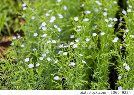 Flax blooms. Green flax field in summer Sunny day. Agriculture, the cultivation of flax.  106949224
