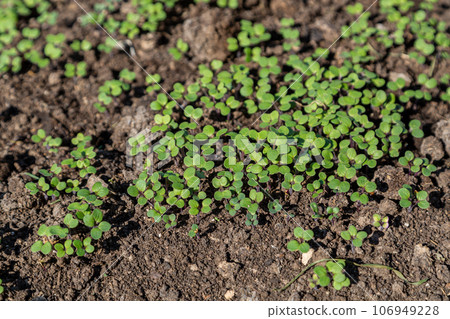 Mustard sprouts grown for organic fertilizer green manure siderates Mustard sprouts grown for organic fertilizer green manure siderates 106949228