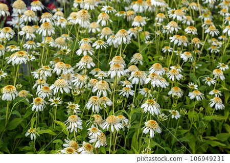 Close up of Echinacea Milkshake flowers in garden Close up of Echinacea Milkshake flowers in garden 106949231