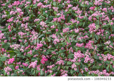 Red buckwheat flowers on the field. Blooming buckwheat. Buckwheat field on a summer sunny day. Red buckwheat flowers on the field. Blooming buckwheat. Buckwheat field on a summer sunny day. 106949233