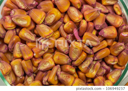 Corn seeds in petri dishes with a red pesticideclose-up. Corn in Petri dishes in the laboratory on the test. Corn seeds in petri dishes with a red pesticideclose-up. Corn in Petri dishes in the laboratory on the test. 106949237
