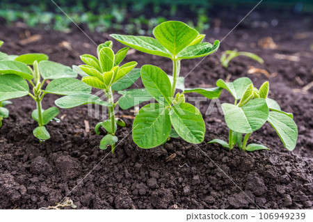 Fresh green soy plants on the field in spring. Rows of young soybean plants Fresh green soy plants on the field in spring. Rows of young soybean plants 106949239
