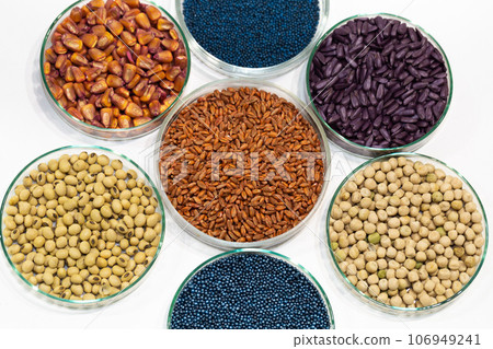 Colorful pesticide-treated rapeseed, sunflower, wheat, pea, soy, and corn seeds in a petri dish in the lab Colorful pesticide-treated rapeseed, sunflower, wheat, pea, soy, and corn seeds in a petri dish in the lab 106949241