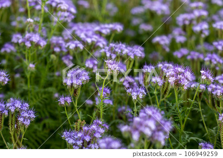 The field is blooming phacelia - a special honey plant for bees 106949259