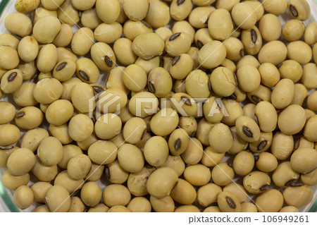 Soy seeds in a petri dish in the lab 106949261