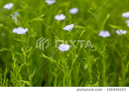 Flax blooms. Green flax field in summer Sunny day. Agriculture, the cultivation of flax.  106949263