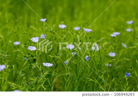 Flax blooms. Green flax field in summer Sunny day. Agriculture, the cultivation of flax.  106949265