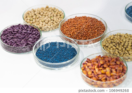 Colorful pesticide-treated rapeseed, sunflower, wheat, pea, soy, and corn seeds in a petri dish in the lab Colorful pesticide-treated rapeseed, sunflower, wheat, pea, soy, and corn seeds in a petri dish in the lab 106949268