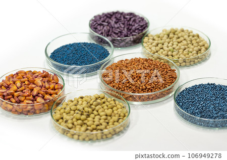 Colorful pesticide-treated rapeseed, sunflower, wheat, pea, soy, and corn seeds in a petri dish in the lab 106949278