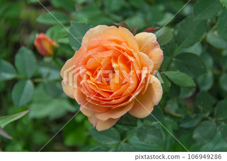 Close-up of garden rose Lady of Shalott 106949286